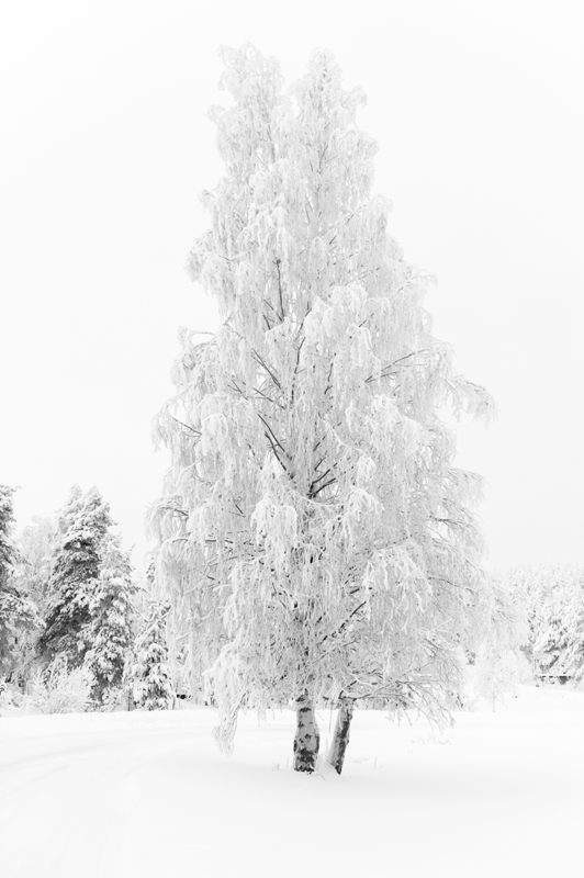 Aavasaksa11_800px.jpg - Kaamoskuvausta.
