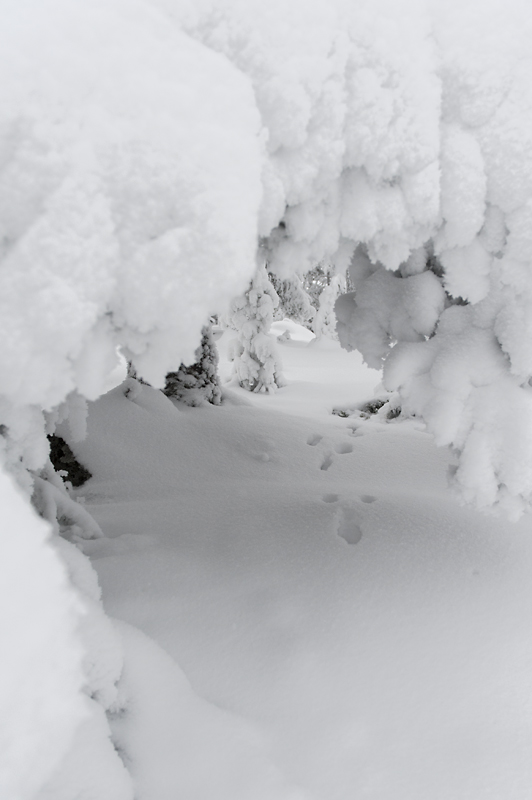 Aavasaksa25_800px.jpg - Kaamoskuvausta.