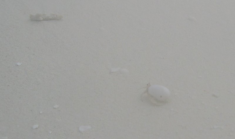 Click for the original image