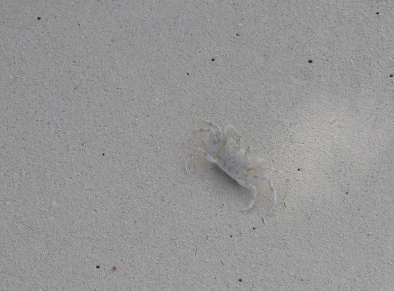 Click for the original image