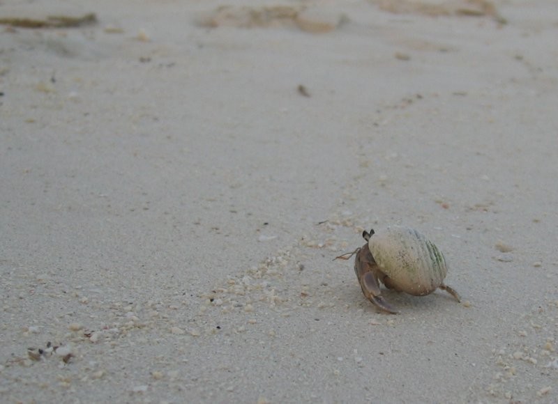 Click for the original image