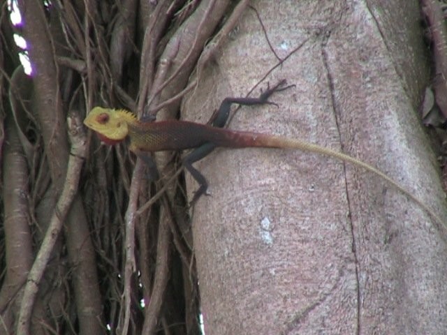 Click for the original image