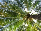 palmbrella1 * palmuvarjo * 800 x 600 * (212KB)