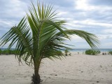palmuomaranta * oman rannan nuori palmu - onneksi ei muuten sit� vanhempaa, latomaalaria, n�kynyt... * 800 x 600 * (112KB)