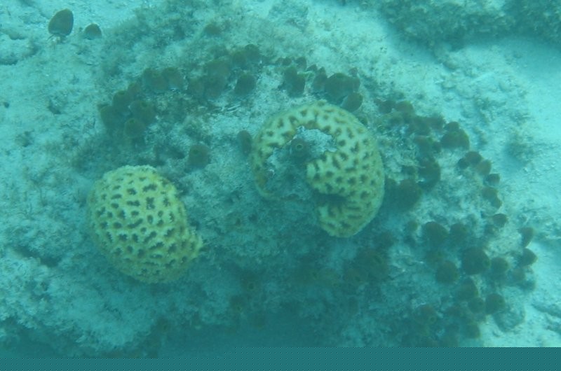 Click for the original image