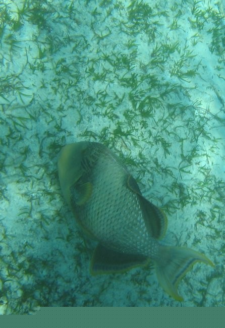 Click for the original image