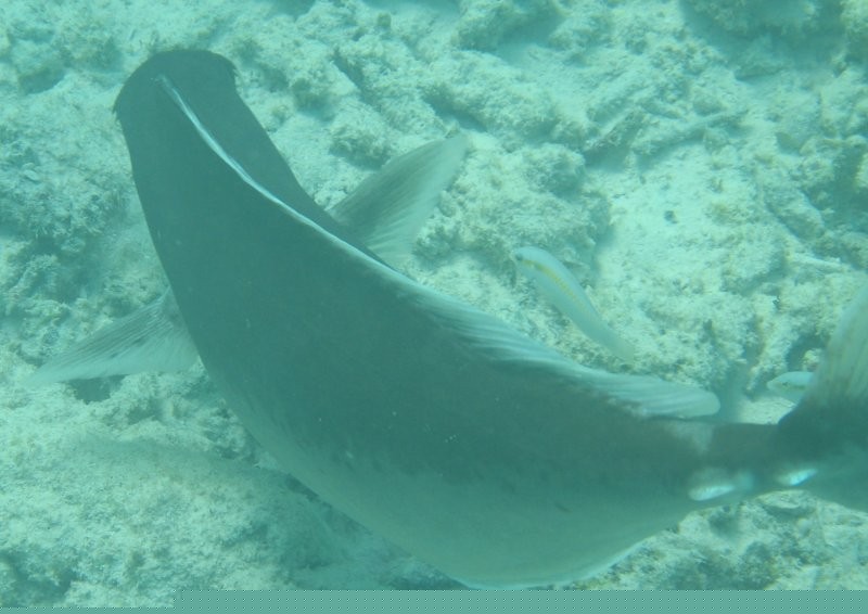 Click for the original image