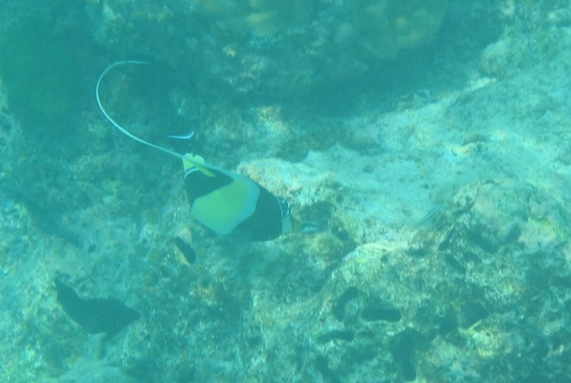 Click for the original image