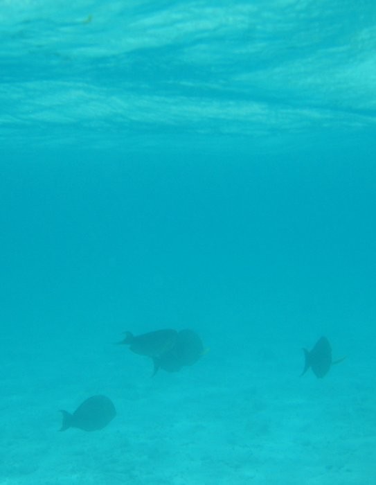 Click for the original image