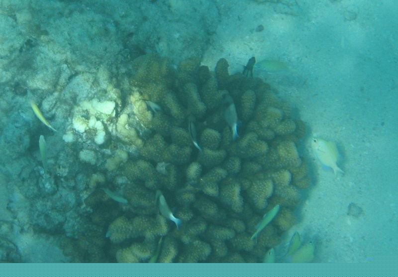 Click for the original image