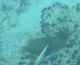 fish14 * 800 x 646 * (74KB)