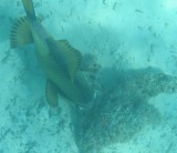 fish18 * 800 x 691 * (66KB)