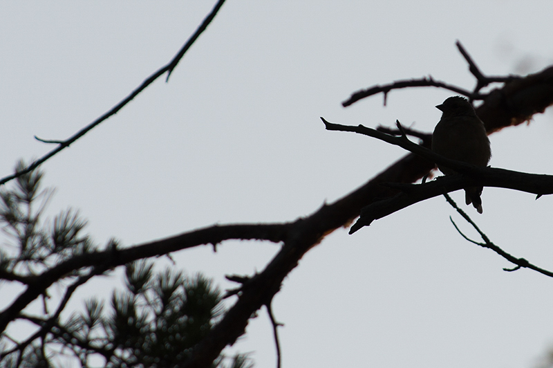 Finch (Peippo)