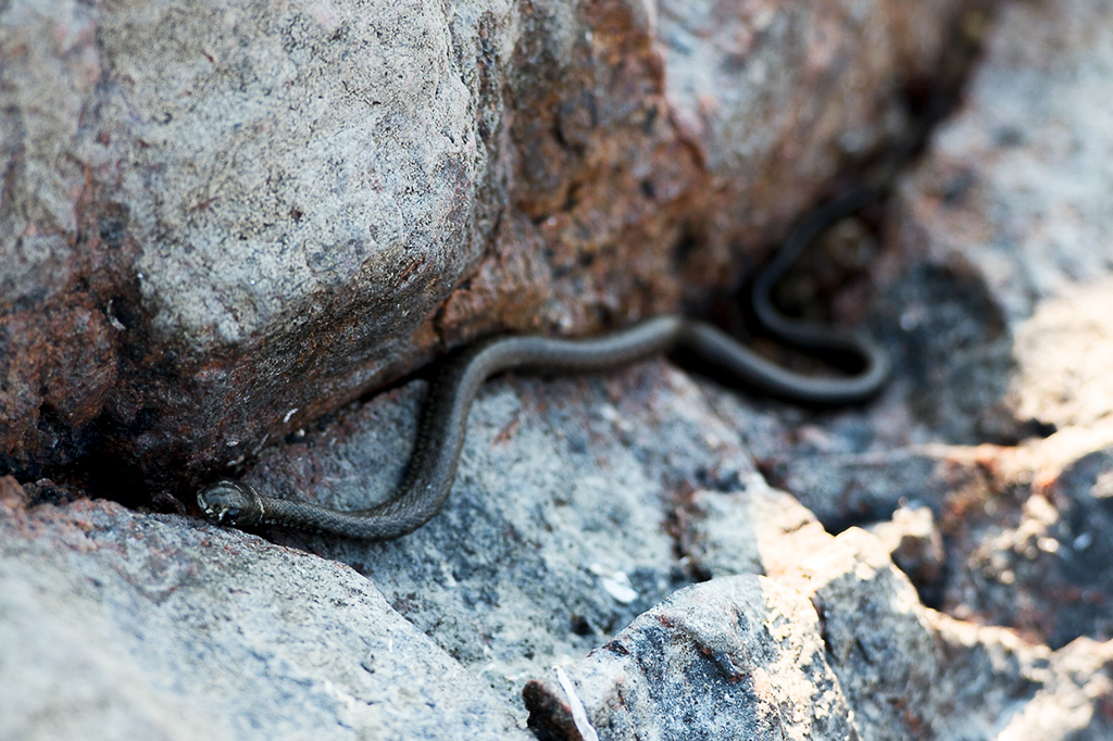 Grass Snake (Rantakäärme)