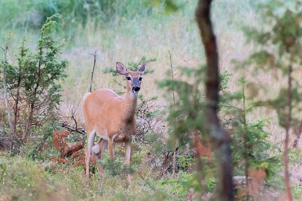 White tailed deer (Valkohäntäpeura)