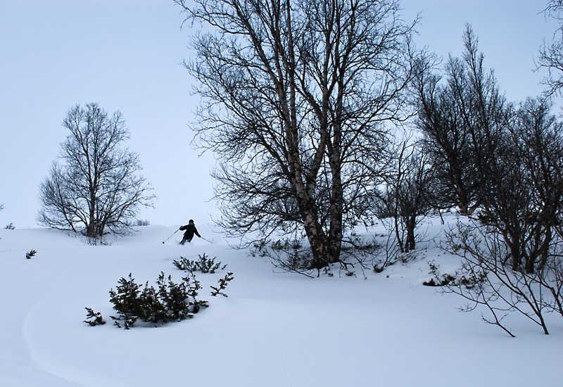 n.jpg - Sinkkikelissä on hauska laskea metsäsettiä