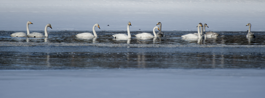 Laulujoutsenet11_1024px.jpg