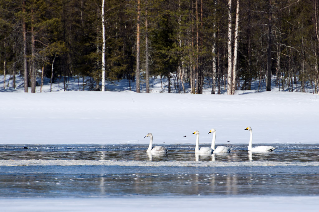 Laulujoutsenet12_1024px.jpg