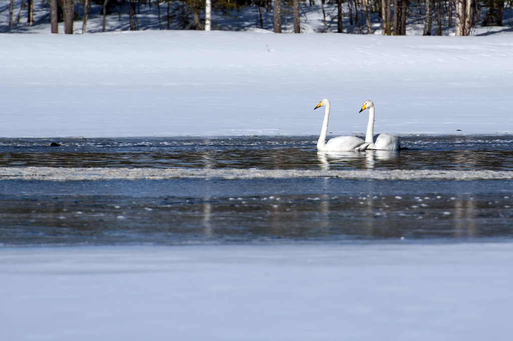 Laulujoutsenet8_1024px.jpg