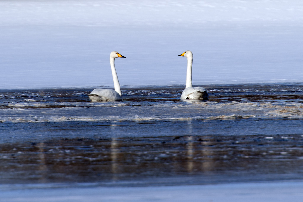 Laulujoutsenet9_1024px.jpg