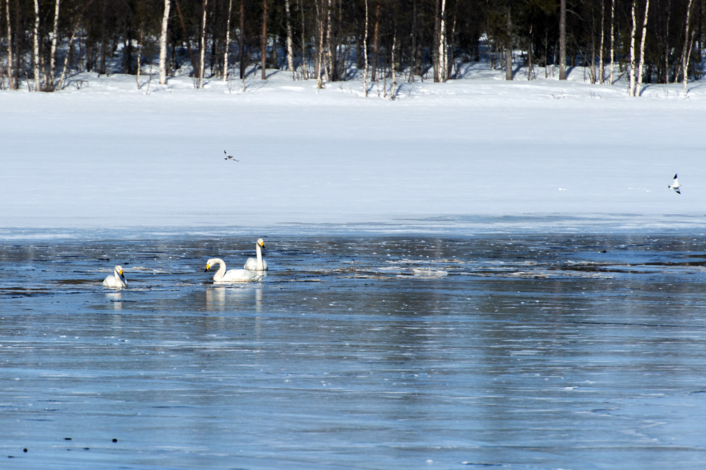 LaulujoutsenetPulmuset1_1024px.jpg - Pulmuset joutsenten kanssa samassa kuvassa.