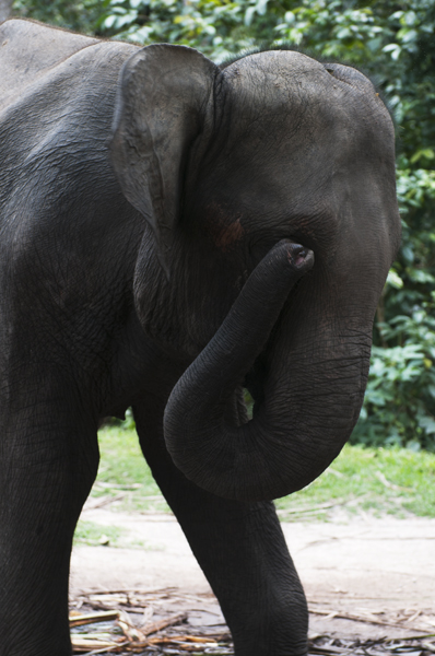 Elephant_600px.jpg - Elefantti sai silmäänsä. Elephant got something in the eye.
