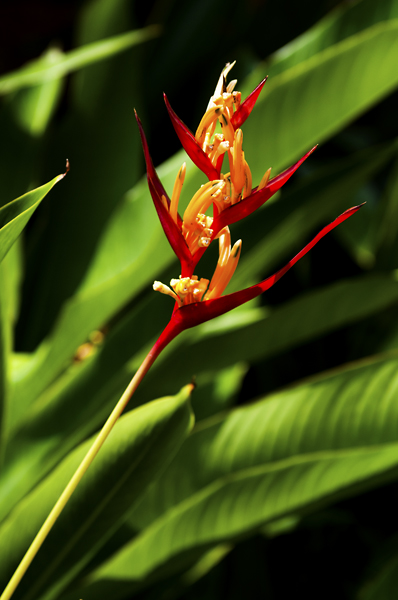 Flower1_600px.jpg - Flower in garden