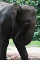 Elephant_600px