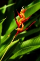 Flower1_600px