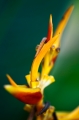 Flower2_600px