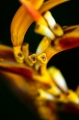 Flower3_600px