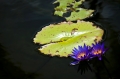 FlowersInPond_800px