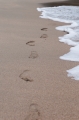 Footprints_600px
