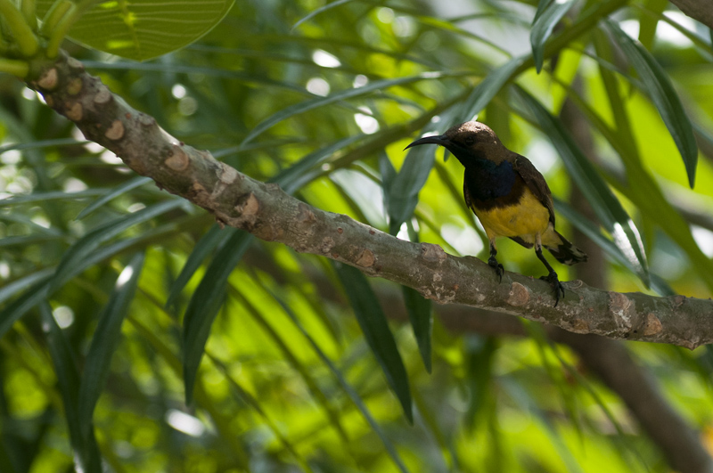 Bird2.jpg - Kukista mett� nauttiva birdy. Bird who dines from flowers.
