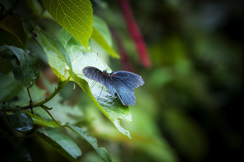 Butterfly14.jpg - Butterfly size of small bird.