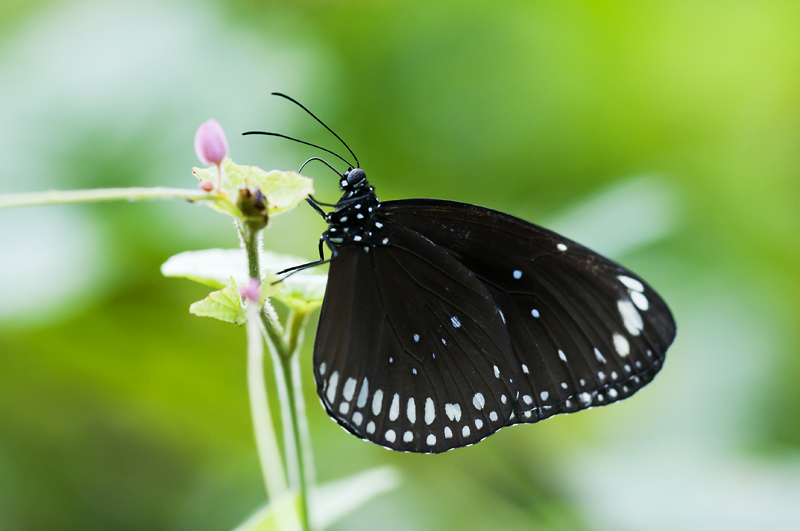 Butterfly17.jpg - Butterfly