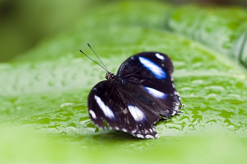 Butterfly25.jpg - Butterfly