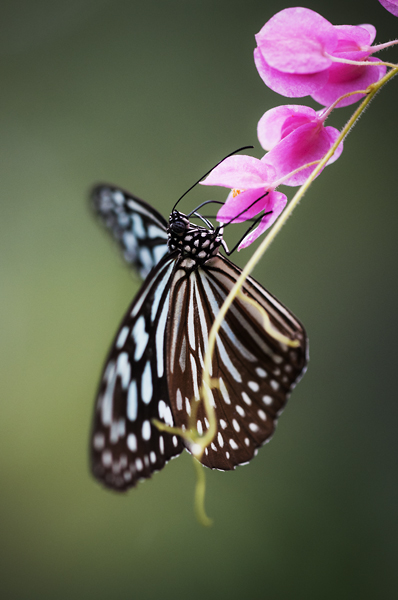 Butterfly4.jpg - Butterfly
