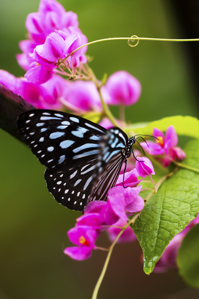 Butterfly6.jpg - Butterfly