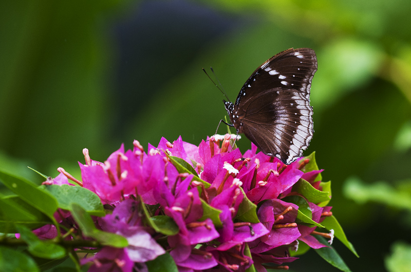Butterfly8.jpg - Butterfly
