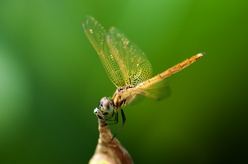 Dragonfly13.jpg - Korentoja. Dragonflies.