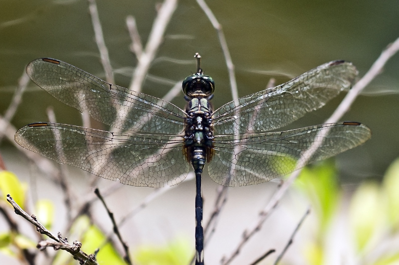 Dragonfly15.jpg - Korentoja. Dragonflies.