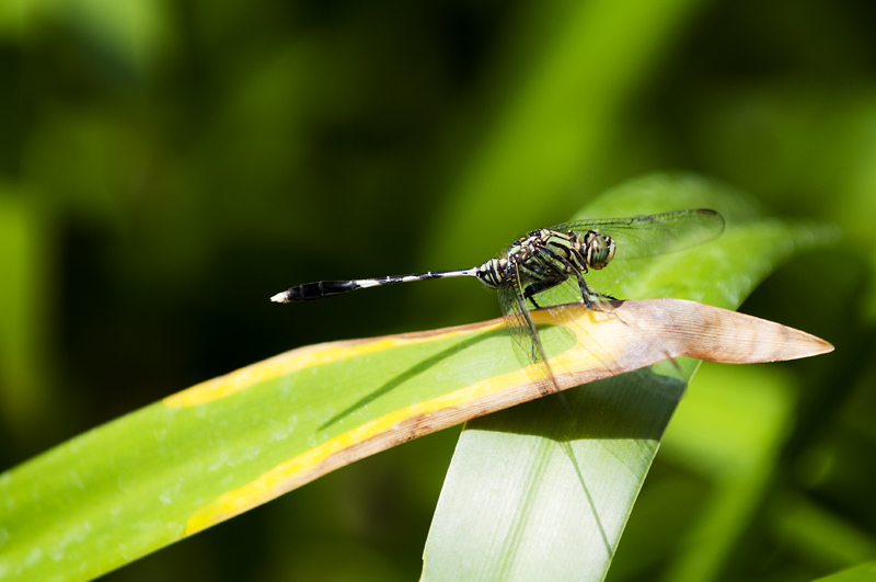 Dragonfly2.jpg - Korentoja. Dragonflies.