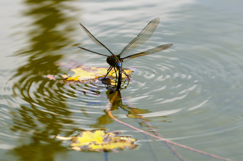 Dragonfly22.jpg - Korentoja. Dragonflies. T�m� yksil� sellanen varpusta isompi.