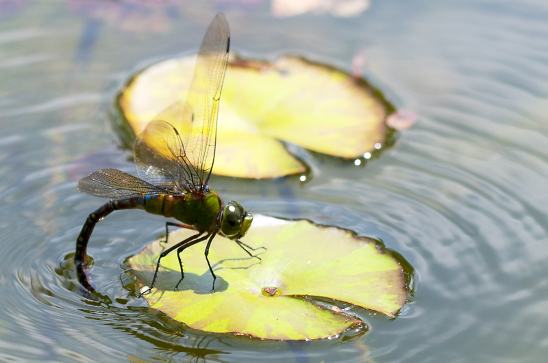 Dragonfly24.jpg - Korentoja. Dragonflies.