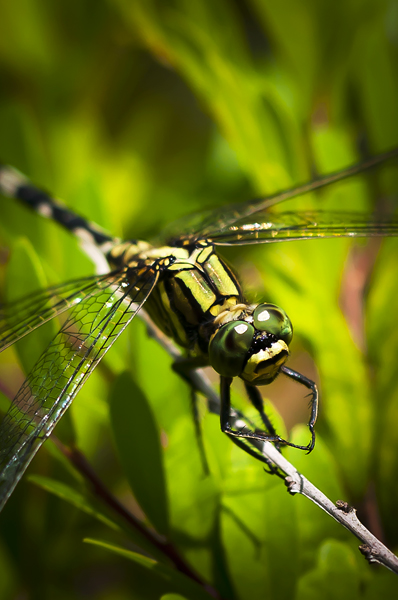 Dragonfly29.jpg - Korentoja. Dragonflies.