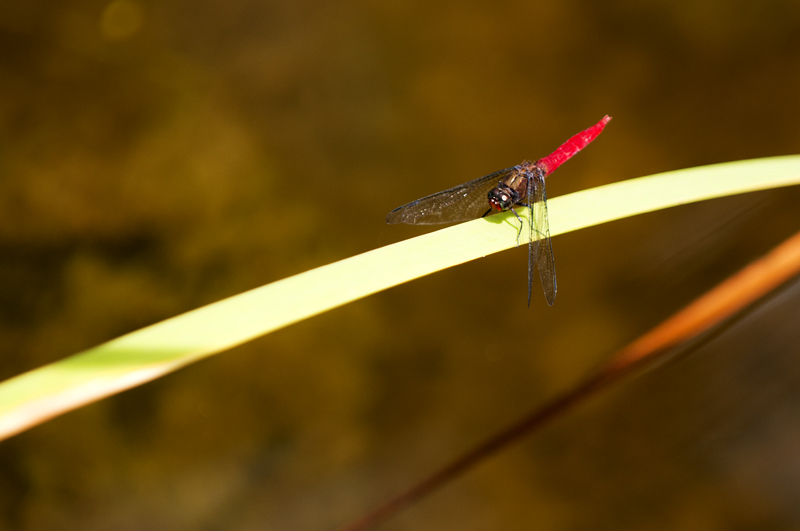 Dragonfly31.jpg - Korentoja. Dragonflies.