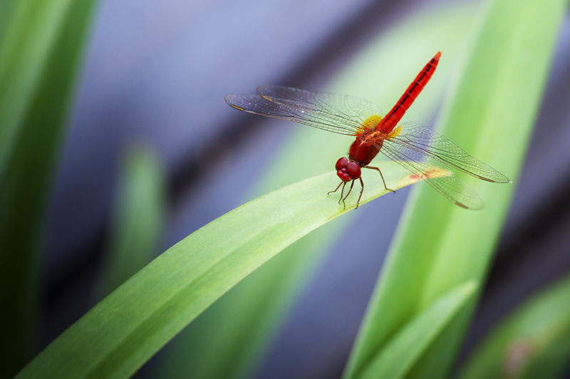Dragonfly6.jpg - Korentoja. Dragonflies.