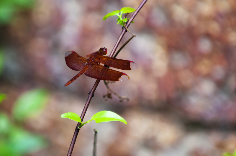 Dragonfly7.jpg - Korentoja. Dragonflies.