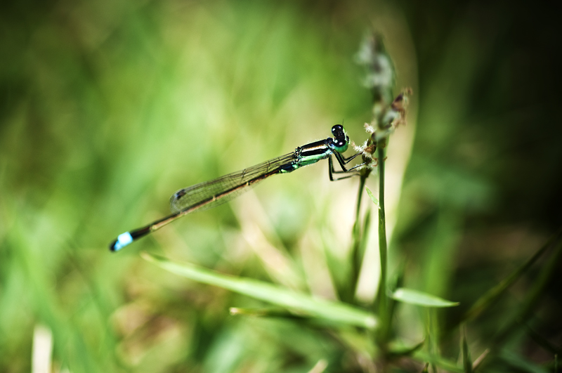 Dragonfly9.jpg - Korentoja. Dragonflies.